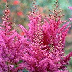 Астильба арендса 'Немо' / Astilbe  arendsii  'Nemo'